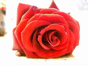 800px-Rote_Rose_Dez.08