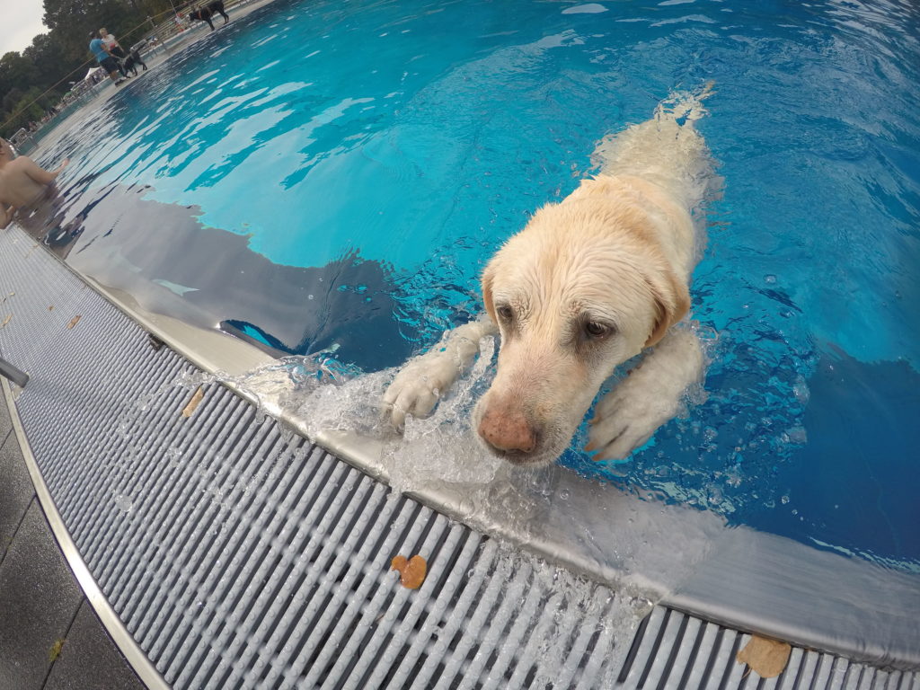Die Hunde haben das Schwimmen sehr genossen.