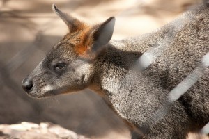 Das australische Nationaltier: Das Känguru