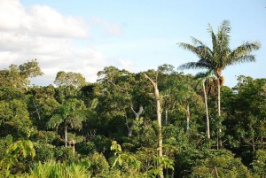 South_American_Jungle_SG