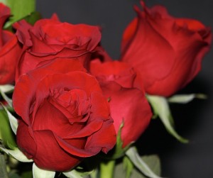 red-roses-68267_640